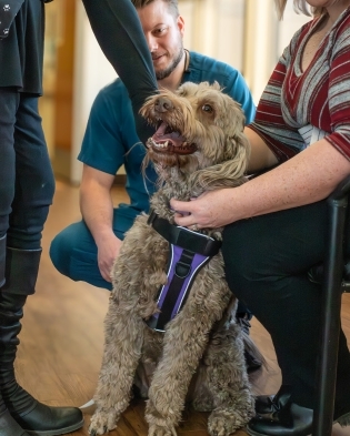 Therapy Dogs Curly haired therrapy dog surrounded by people